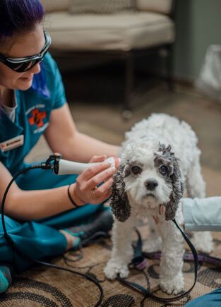 Dog being treated with Laser therapy